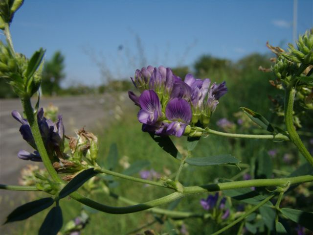 Medicago sativa / Erba medica